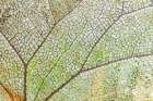 USA, Washington State, Olympic National Park. Close-up of skeletonized leaf pattern. Art Print